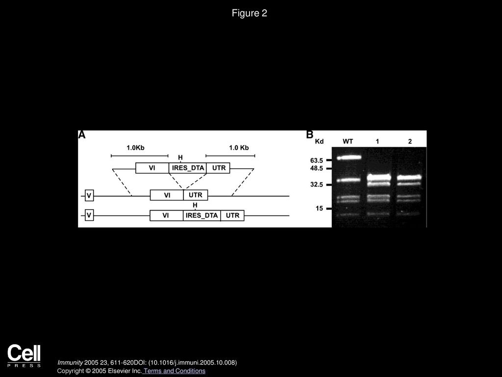 Figure 2 Generation of Langerin-DTA Mice