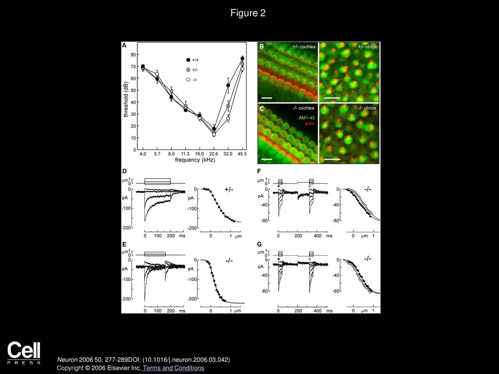 Figure 2 Auditory and Vestibular Function in Knockout Mice