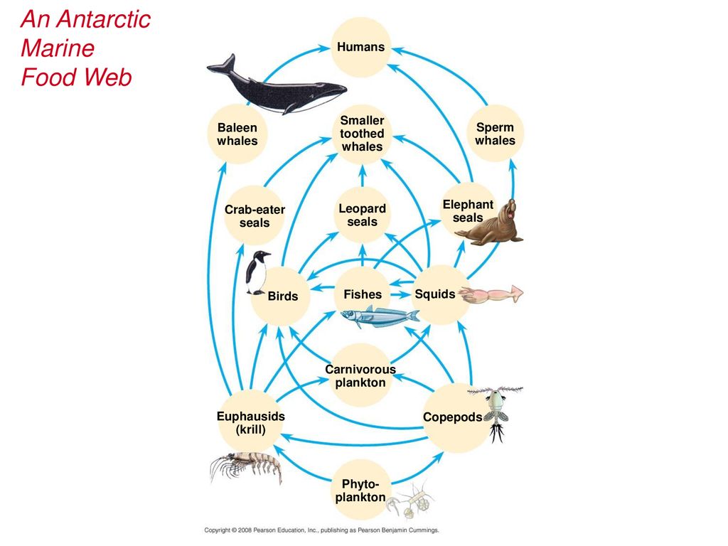 Chapter 54 Community Ecology. Biology Diagrams