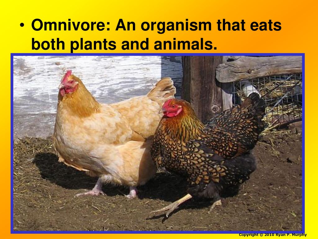 Energy flows through a food chain. Biology Diagrams