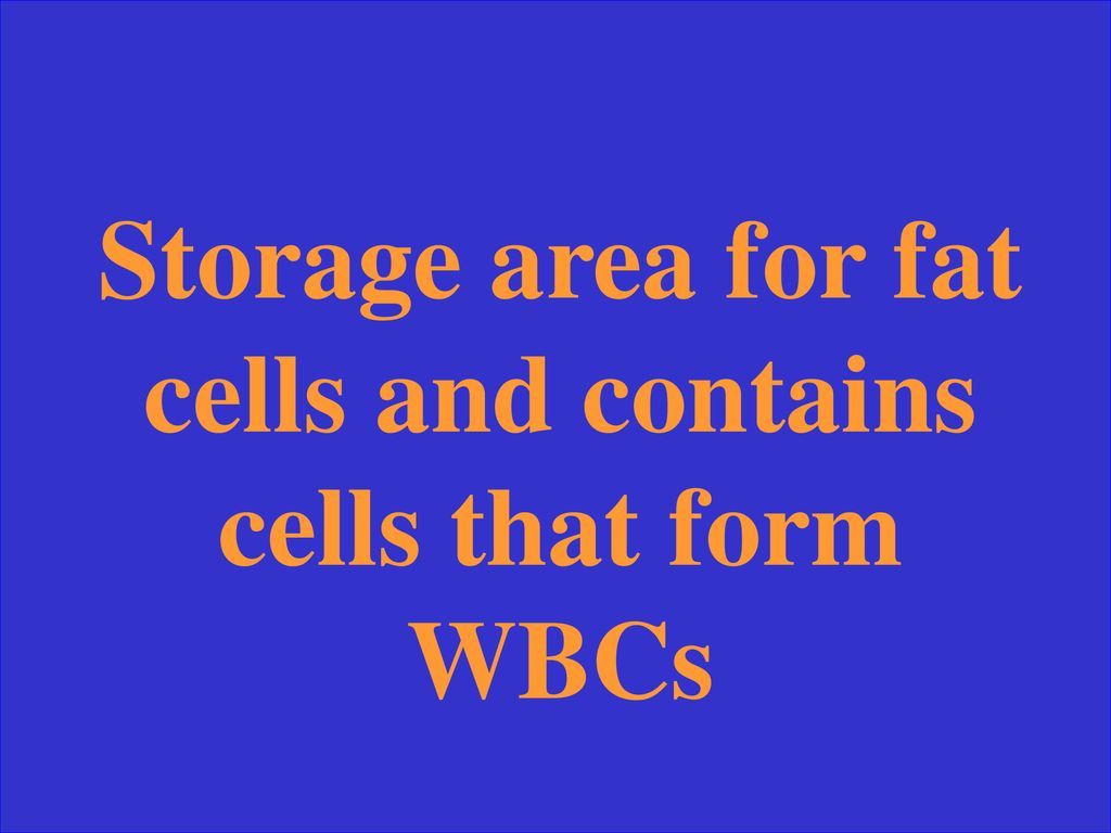 Storage area for fat cells and contains cells that form WBCs