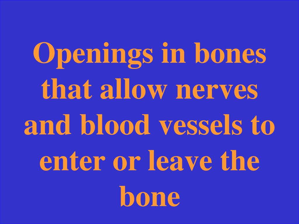 Openings in bones that allow nerves and blood vessels to enter or leave the bone