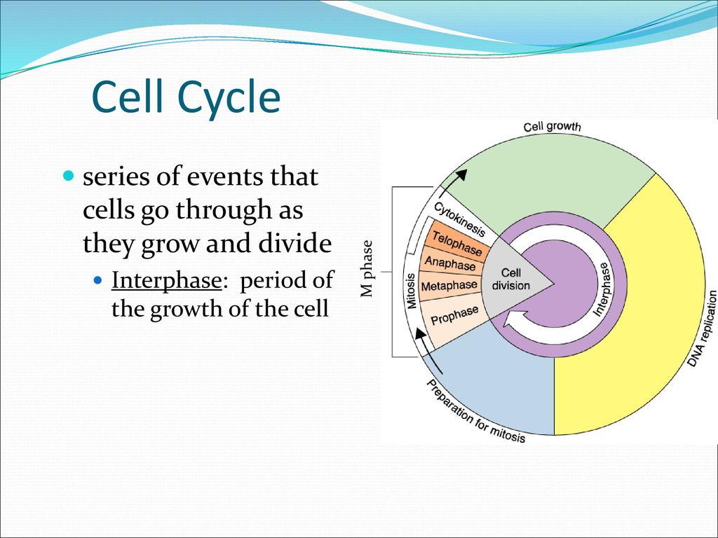 Cell Division Chapter ppt download