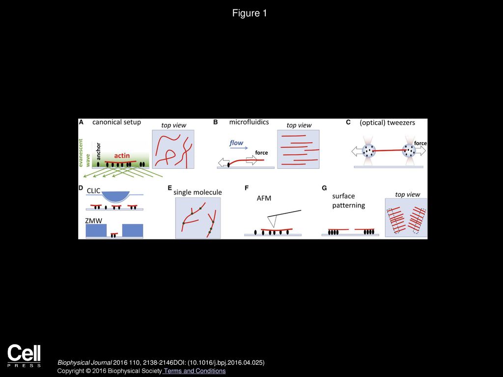 Use Of Dual Optical Tweezers And Microfluidics For Single Molecule Studies