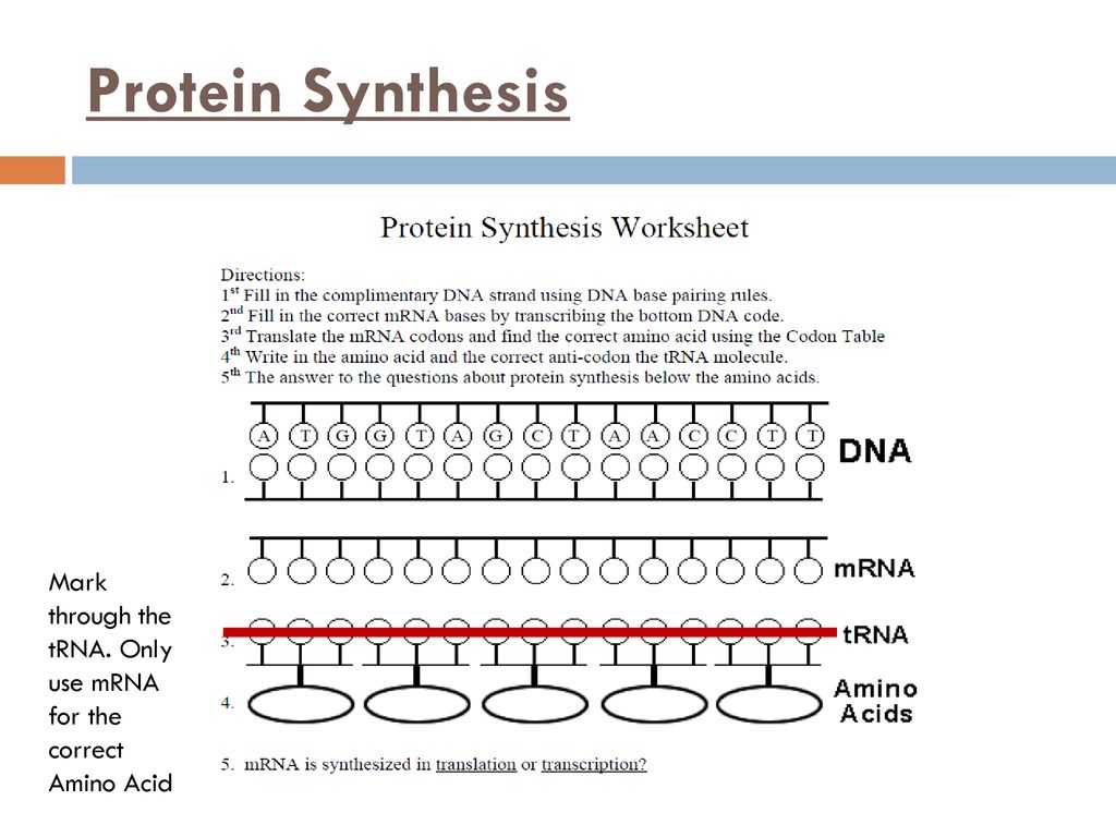 Unit 8 Protein Synthesis Ppt Download