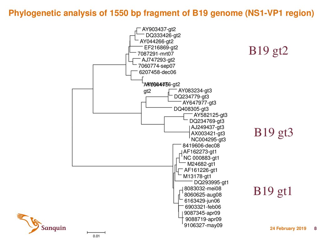 Phylogenetic analysis of 1550 bp fragment of B19 genome (NS1-VP1 region)