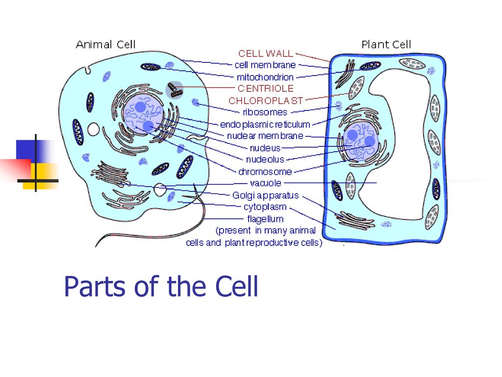 Cell Structures And Functions Ppt Download