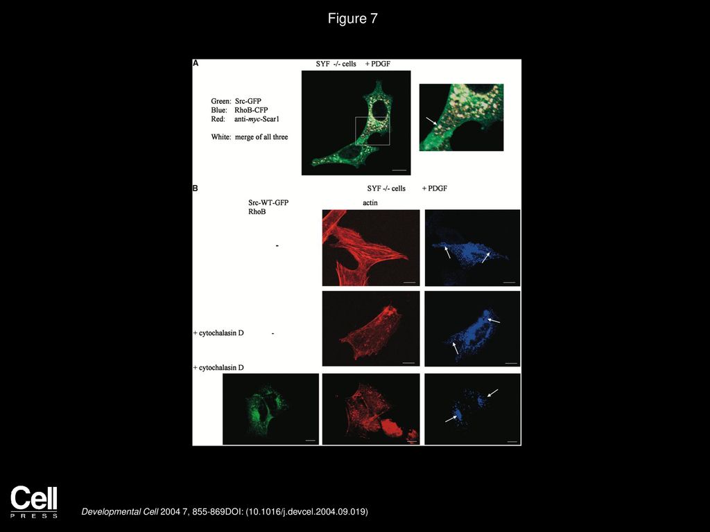 Figure 7 RhoB-Associated Endosome Distribution Is Actin Dependent when Src Is Present.