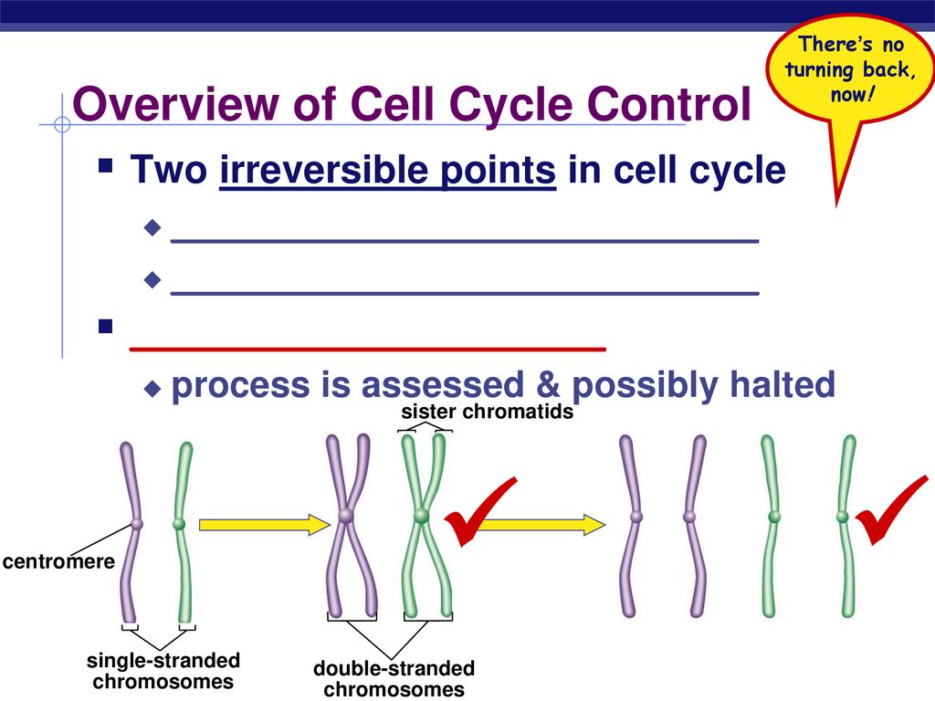 Regulation of Cell Division Biology Diagrams
