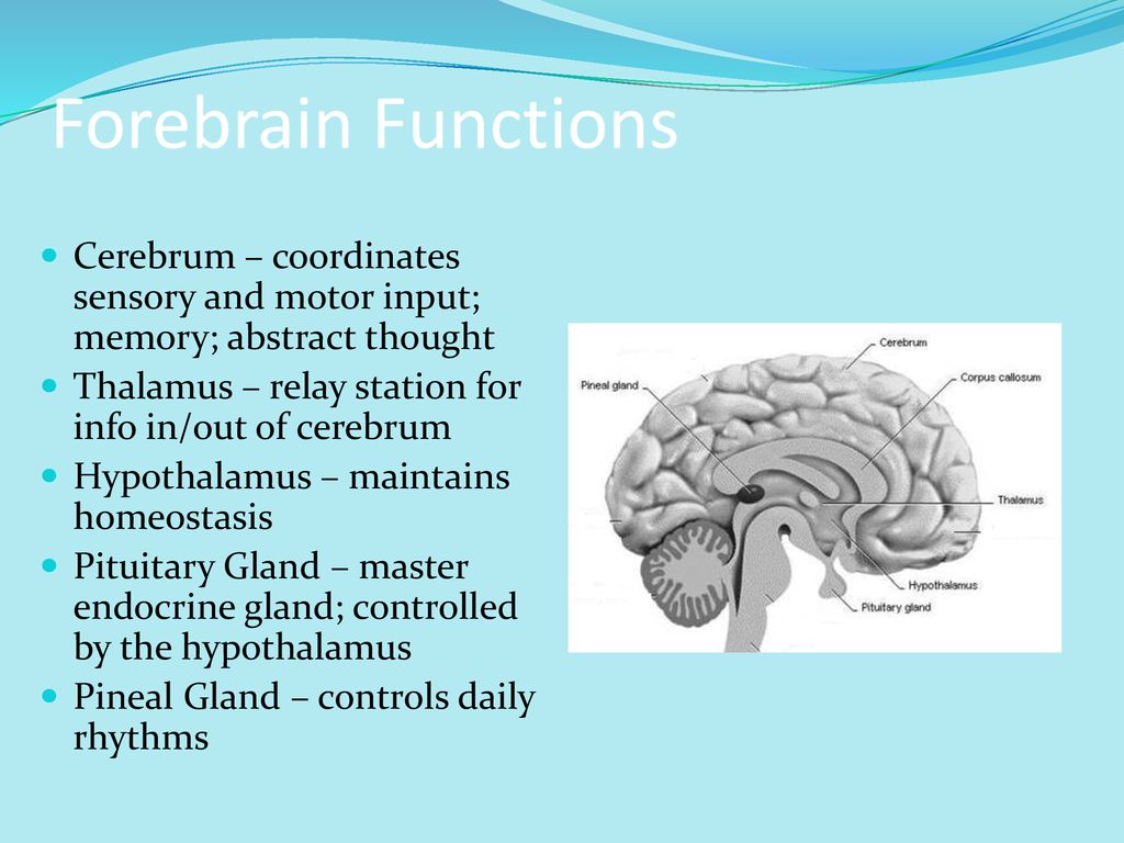 Nervous System Part 2 Review Pns Divisions Brain Afferent