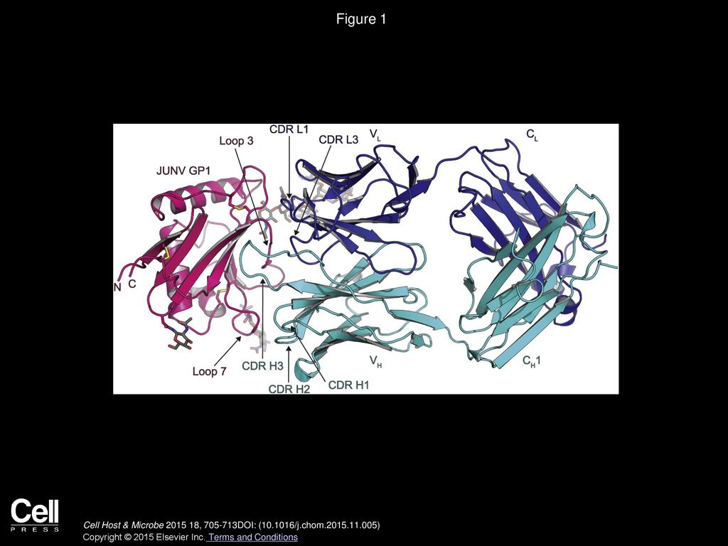 Figure 1 Structure of a JUNV GP1-Neutralizing Antibody Complex