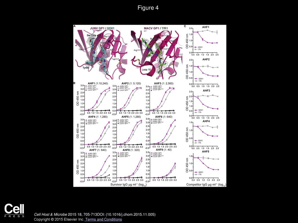 Figure 4 The GP1 Tyr211-TfR1 Pocket as an Antibody Target