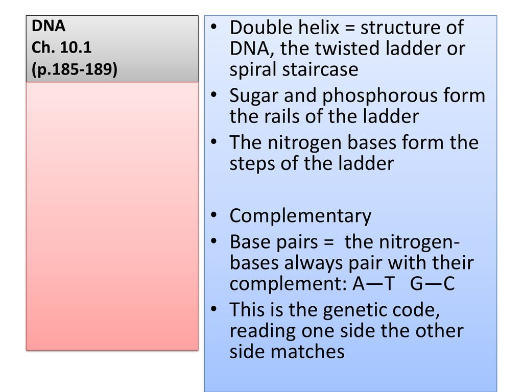 DNA = long molecule made up of repeating pieces ppt download