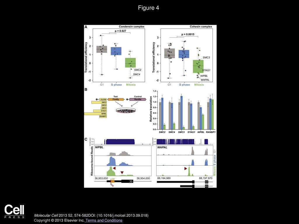 Figure 4 Condensin and Cohesion Complex Components Are Coordinately and Translationally Regulated during the Cell Cycle at the Level of Their 5′ UTR.