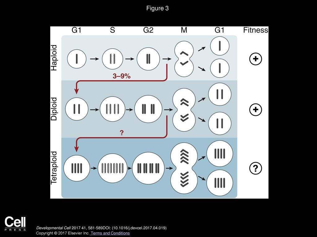 Haploidy in Humans: An Evolutionary and Developmental Perspective Biology Diagrams