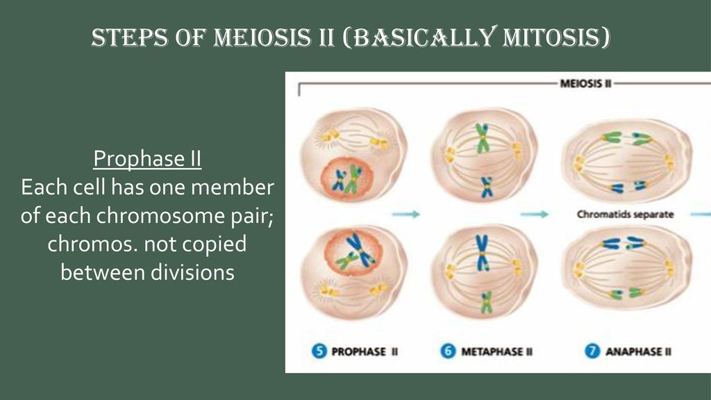 **these specialized sex cells only have 23 chromosomes** - ppt download