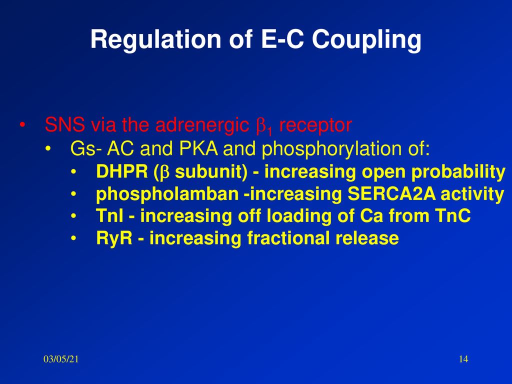 Regulation of E-C Coupling