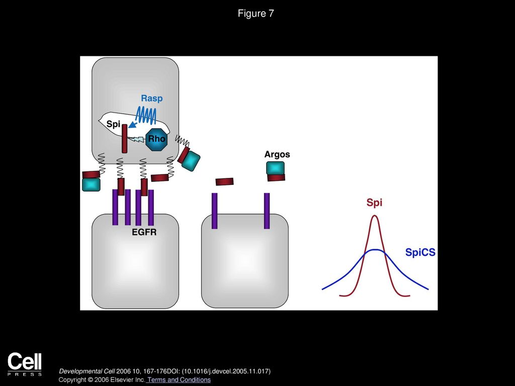 Figure 7 Model for the Effect of Palmitoylation on Spi Signaling