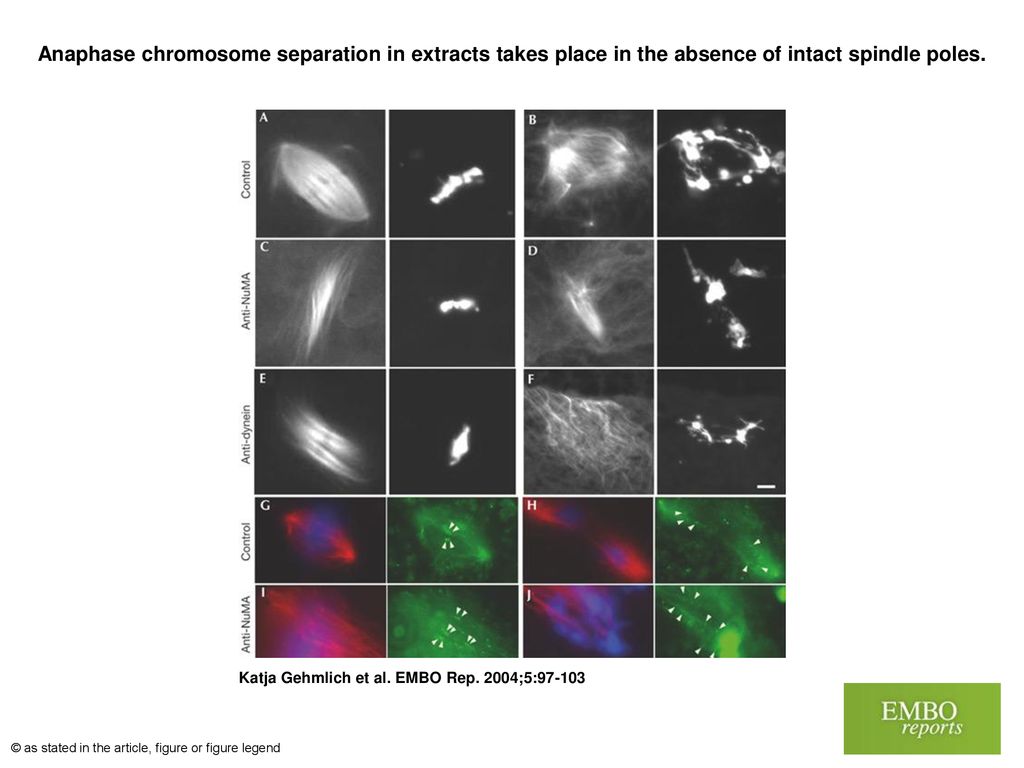 Anaphase chromosome separation in extracts takes place in the absence Biology Diagrams