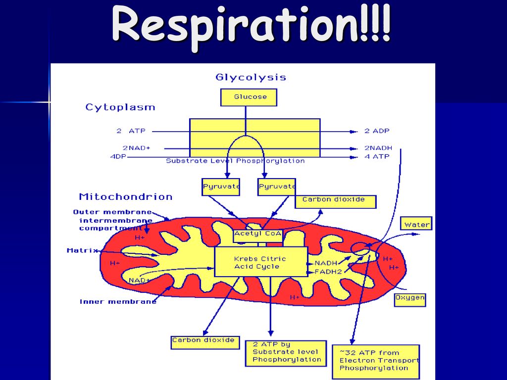 Chemistry Review Chapter 2 - ppt download