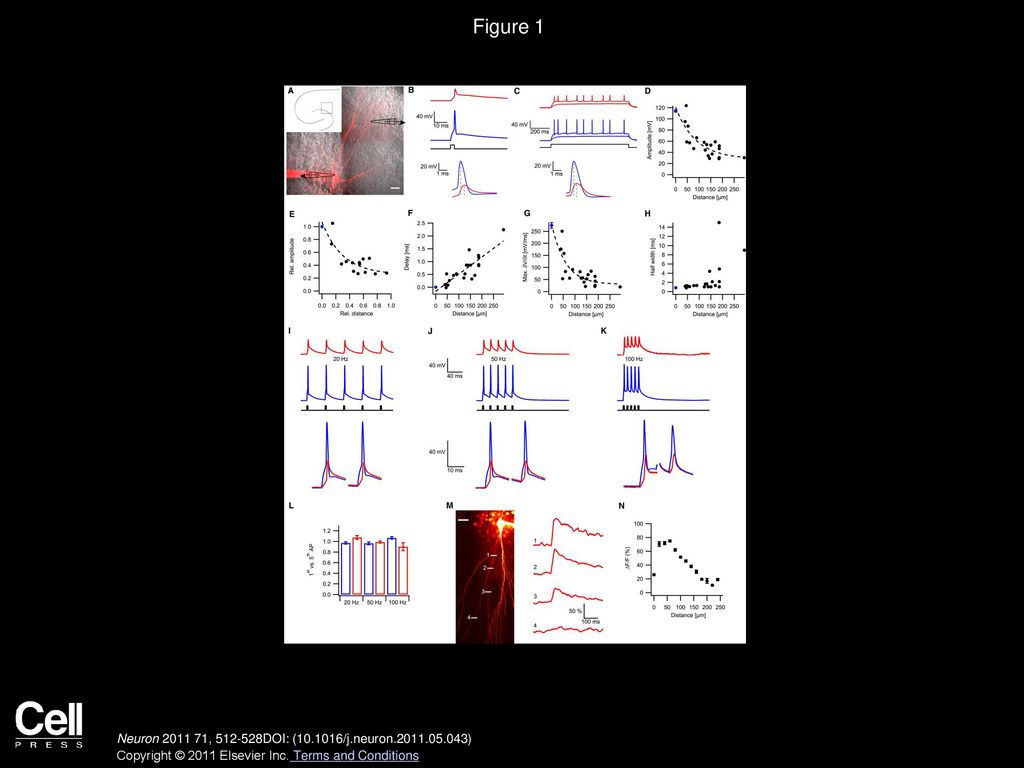 Figure 1 Strong Dendritic Attenuation of Back-Propagating Action Potentials in Granule Cells.