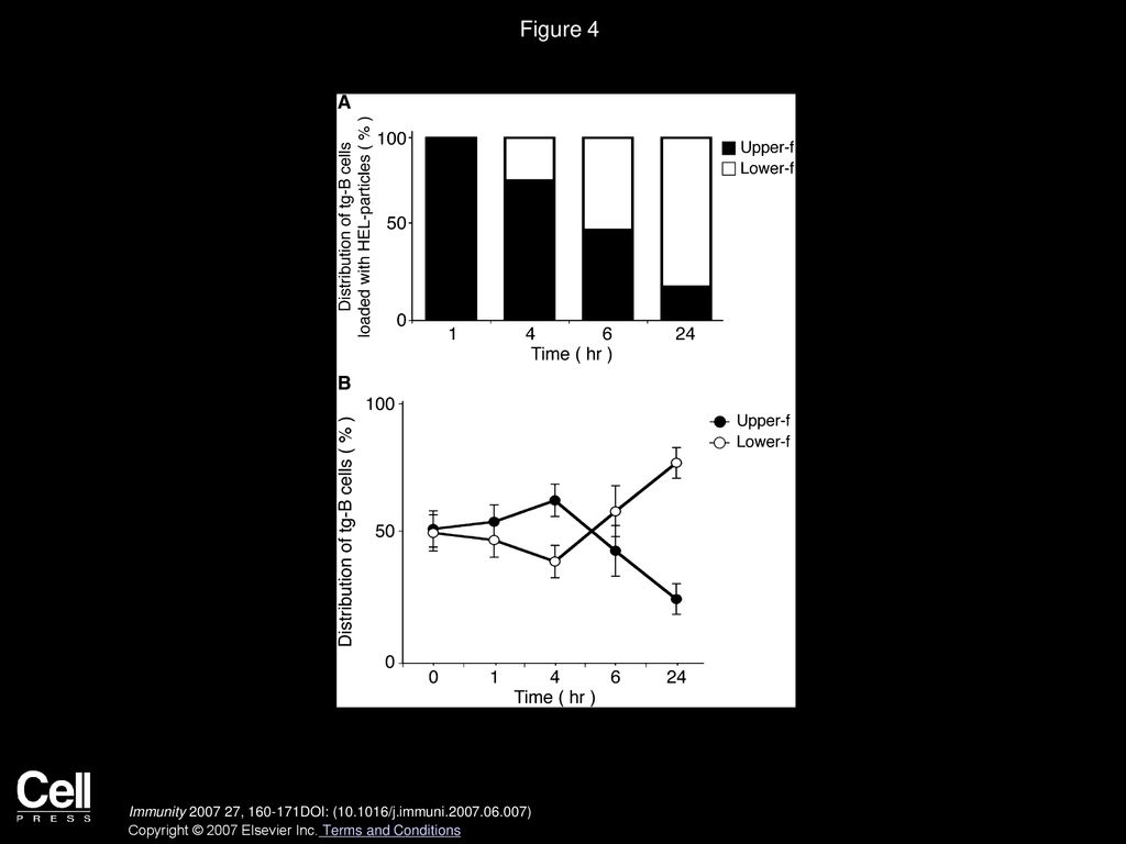 Figure 4 Initial Encounter of Particulate Antigen by Specific B Cells in the Follicular Area Close to the Subcapsular Sinus.