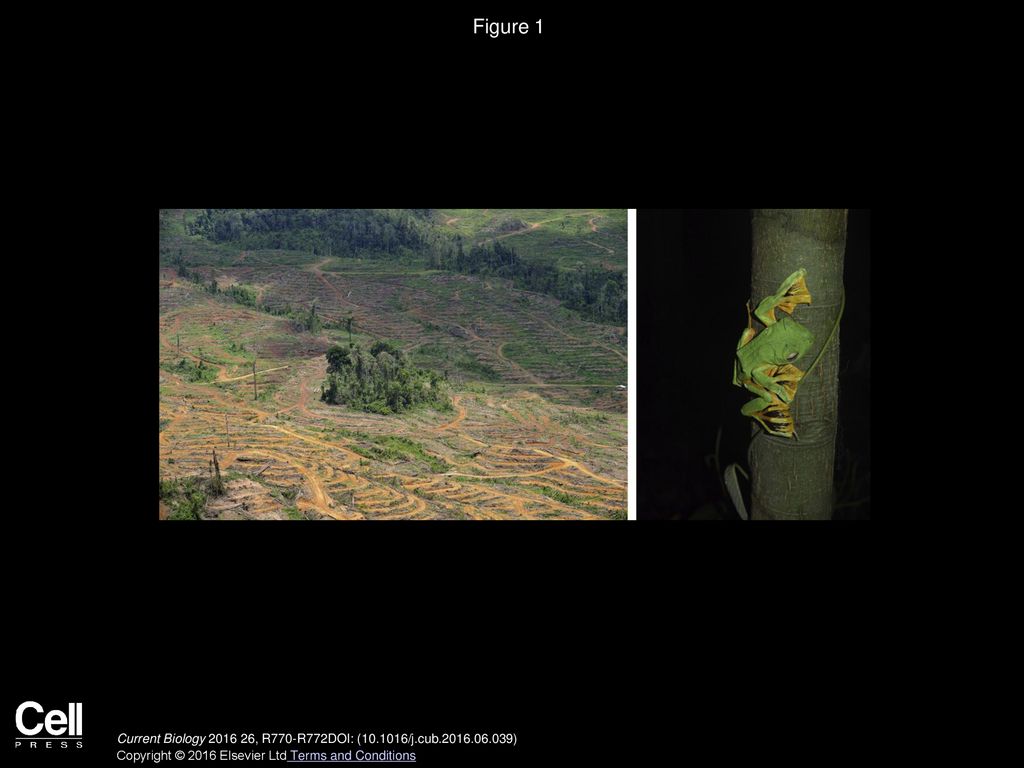 Ecology: The Tropical Deforestation Debt Biology Diagrams