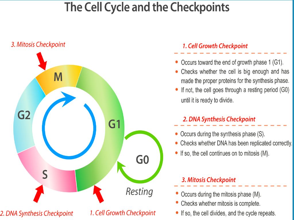 CELL REPRODUCTION THE CELL CYCLE AND MITOSIS. Biology Diagrams