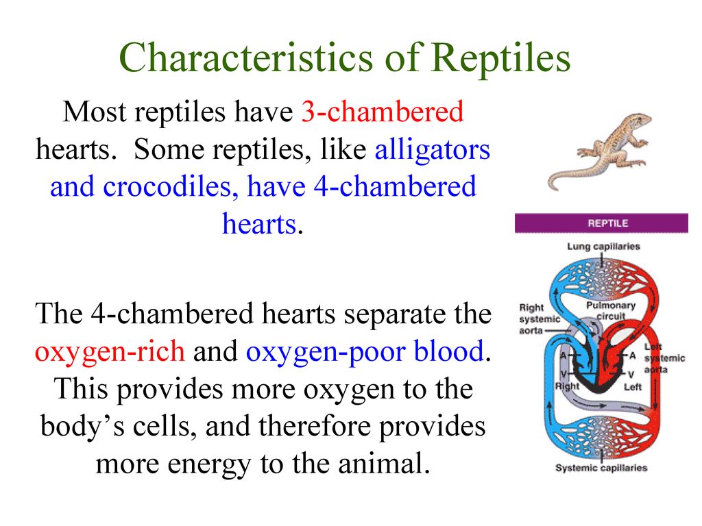 Amphibians!!!. - ppt download