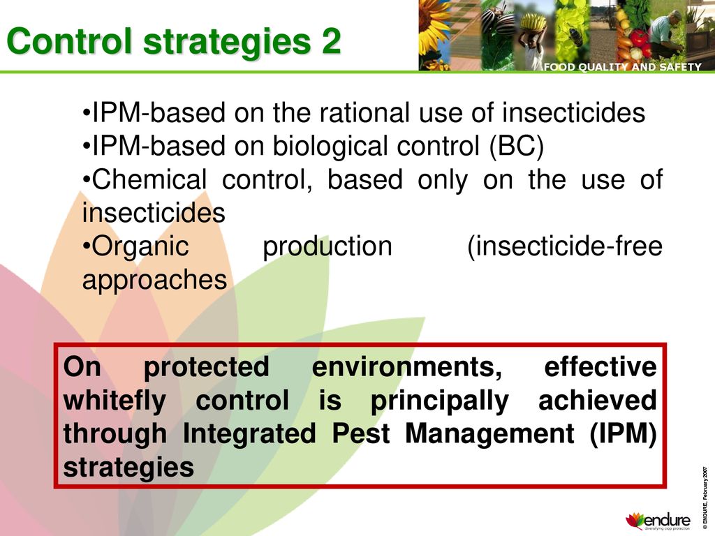 Whiteflies Biology and control ppt download