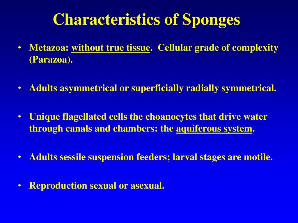 Characteristics of Sponges
