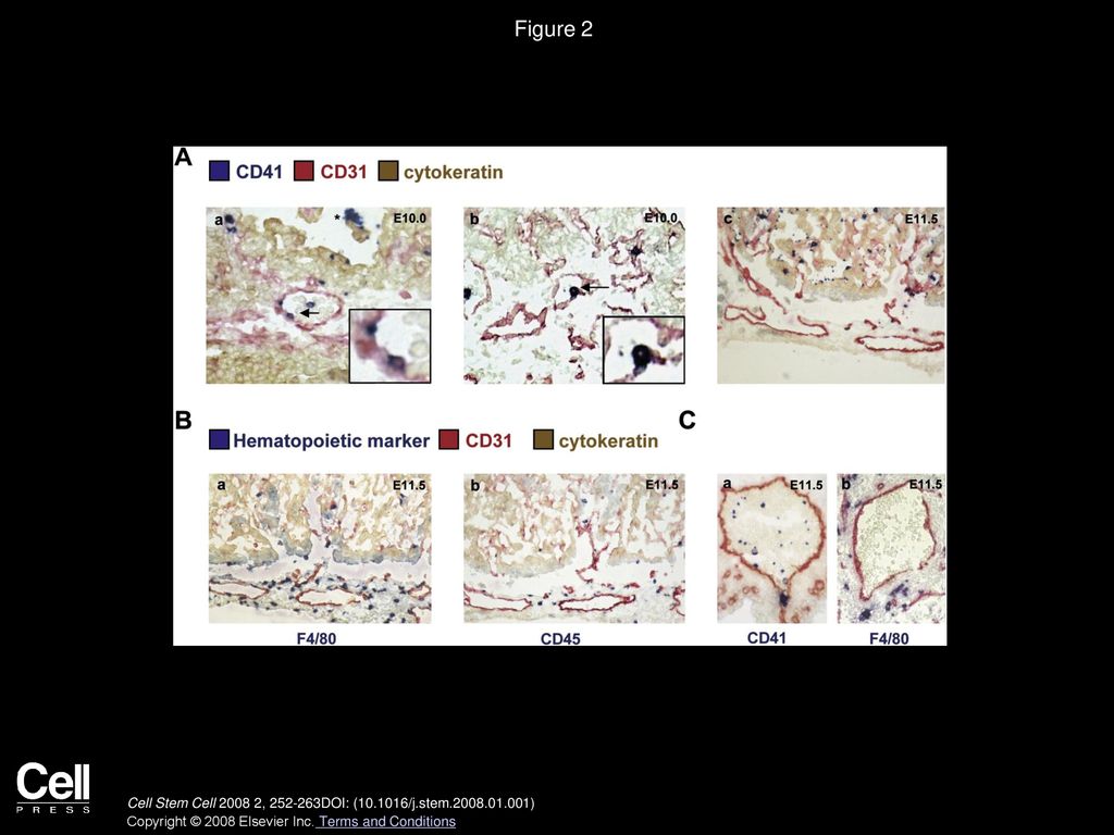 Figure 2 Definitive Hematopoietic Cells and Macrophages Segregate into the Vascular and Stromal Compartments of the Placenta.