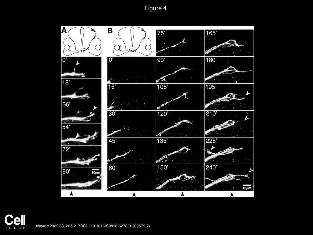 Figure 4 Wild-Type Axons Make Pathfinding Errors