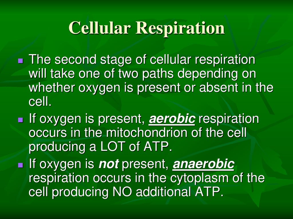 Photosynthesis and Cellular Respiration - ppt download