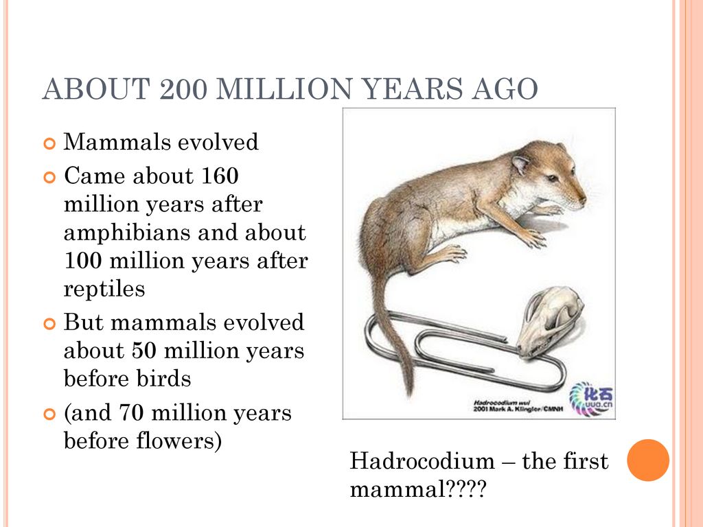 THE ORIGIN OF LIFE. - ppt download