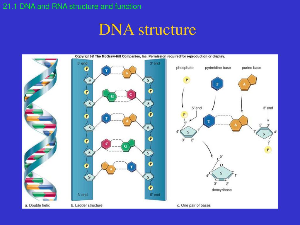 Chapter 21 DNA Biology and Technology. - ppt download