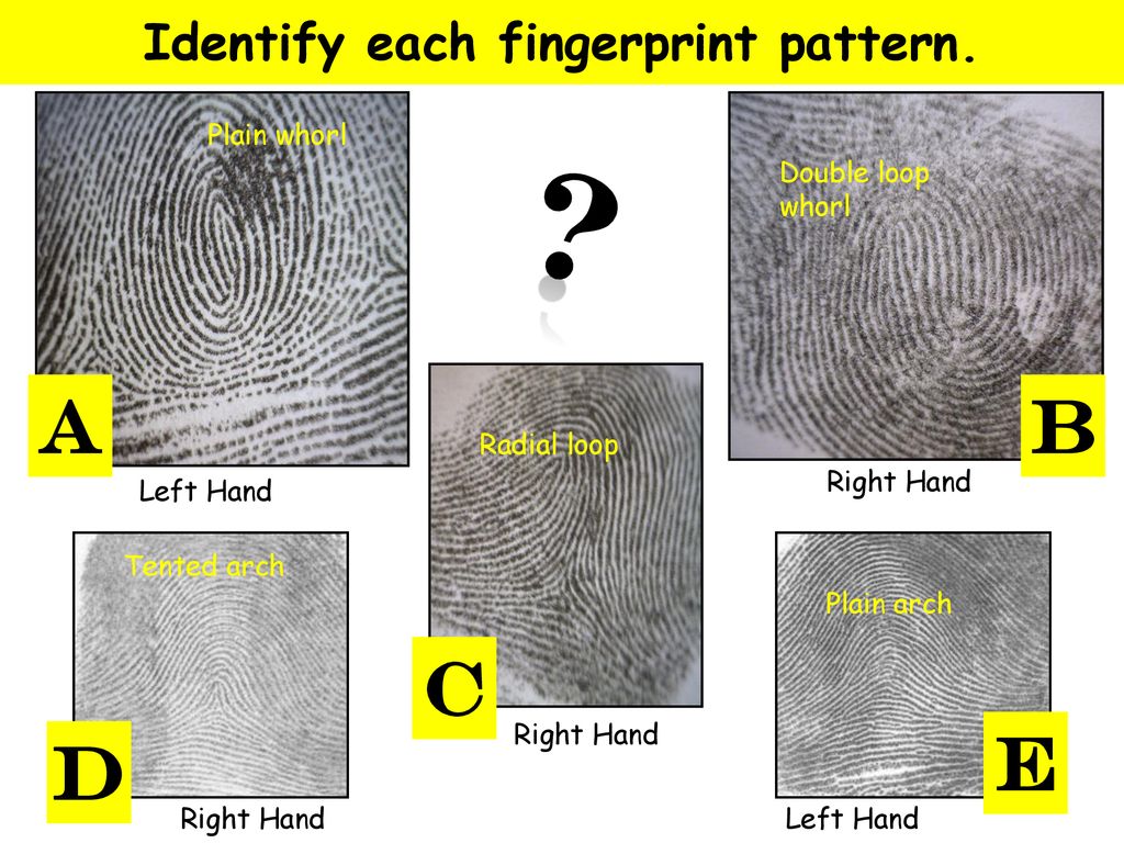 Identify each fingerprint pattern.