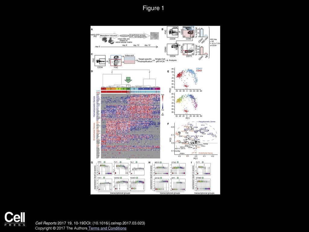 Figure 1 The hPSC-Derived CD34+ Cell Fraction Contains a Continuum of Transcriptional States Spanning Endothelium to Blood.