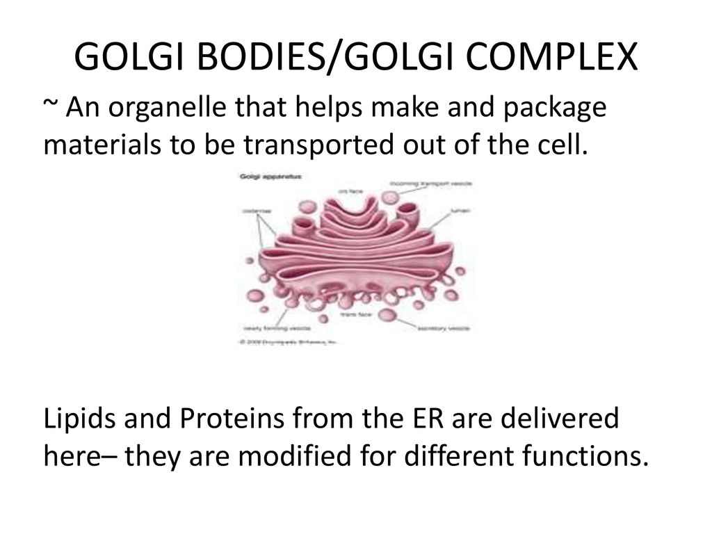 What happens to food and energy when it enters the cell? - ppt download