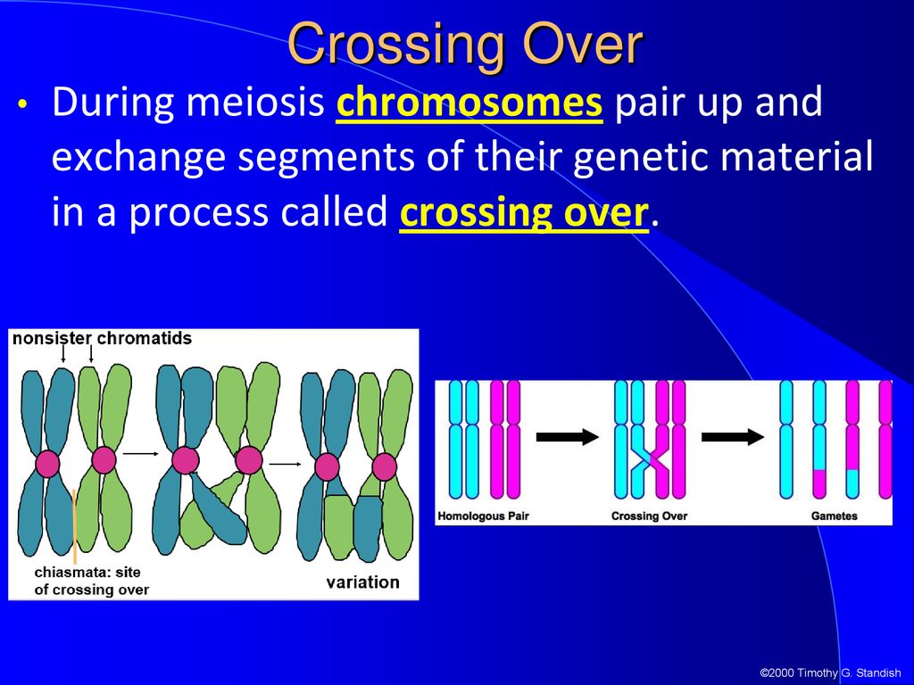 warm-up-write-everything-you-know-remember-about-mitosis-ppt-download