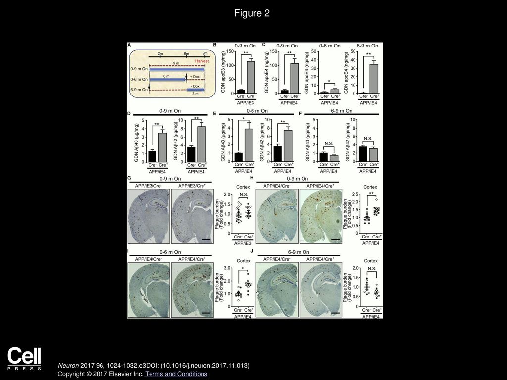 Figure 2 Astrocytic ApoE4 Increases Insoluble Aβ and Amyloid Pathology When Expressed Early.