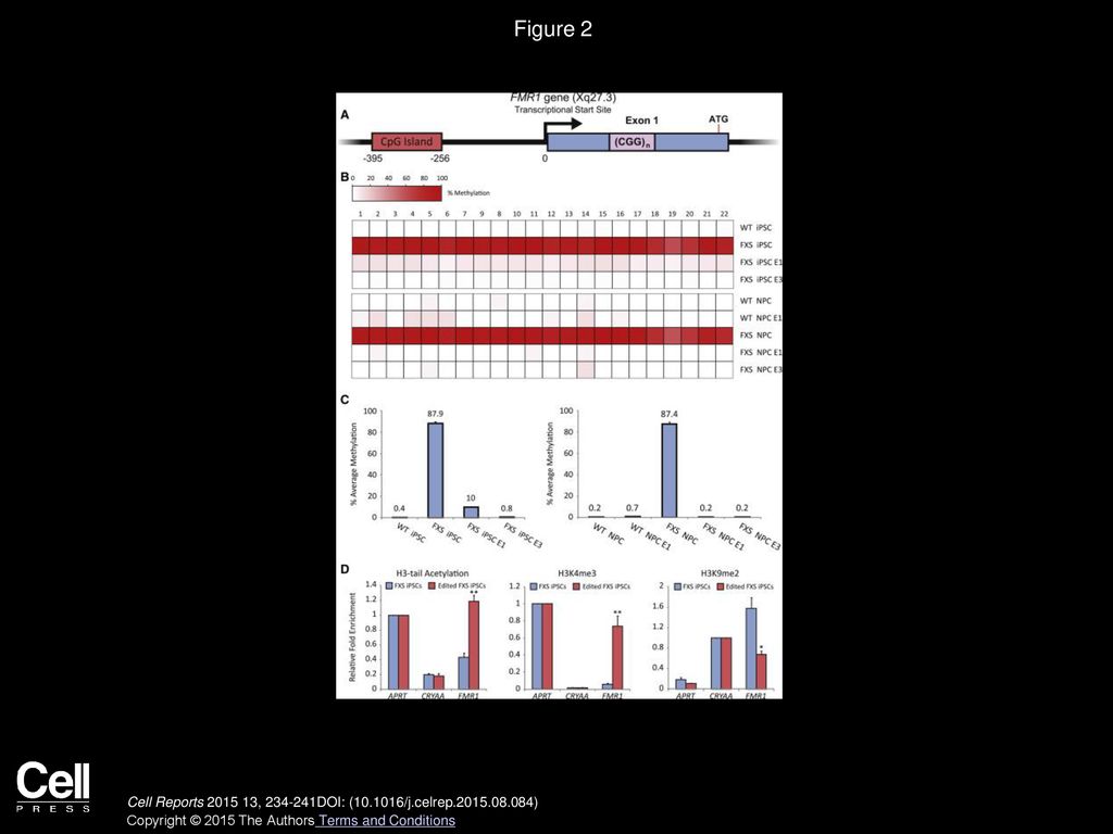 Figure 2 Methylation and Chromatin Conformation Analysis of the FMR1 Promoter.