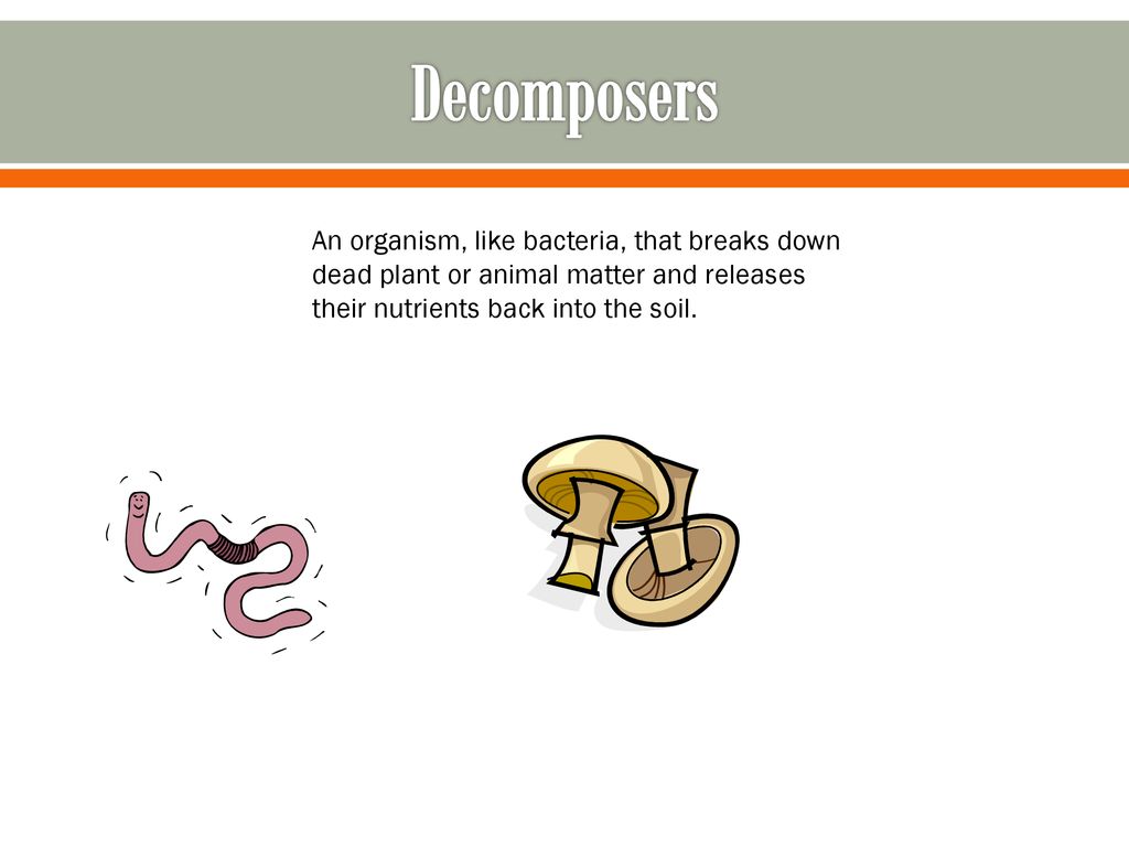 Food Chain By:Daniel Gallegos. Biology Diagrams