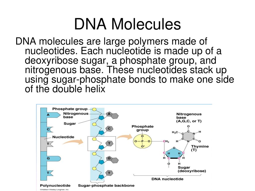 DNA Molecules