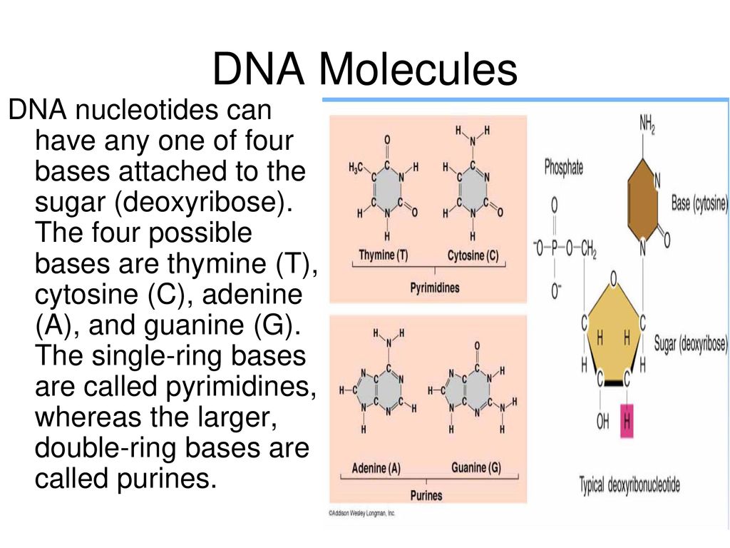 DNA Molecules