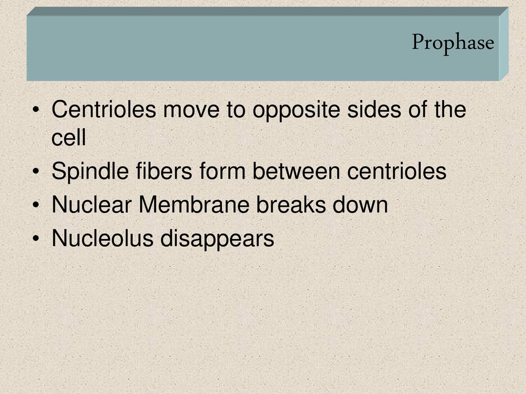 to the World of Cell Division ppt download
