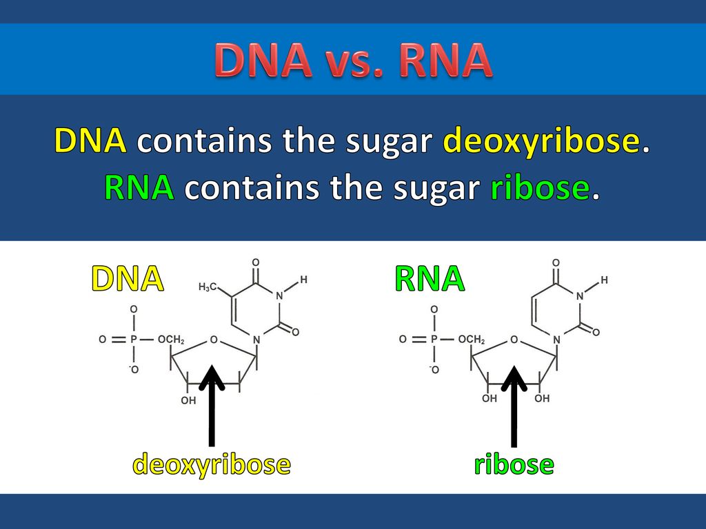 Rna transcription ppt download
