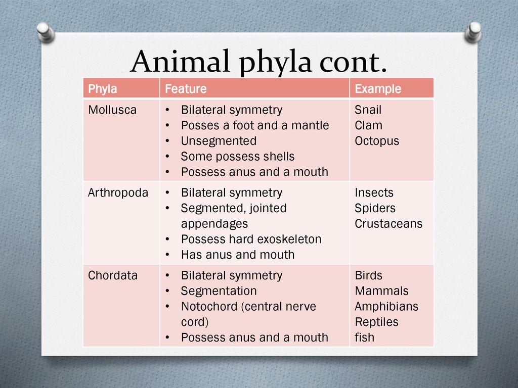 Classification of Biodiversity - ppt download