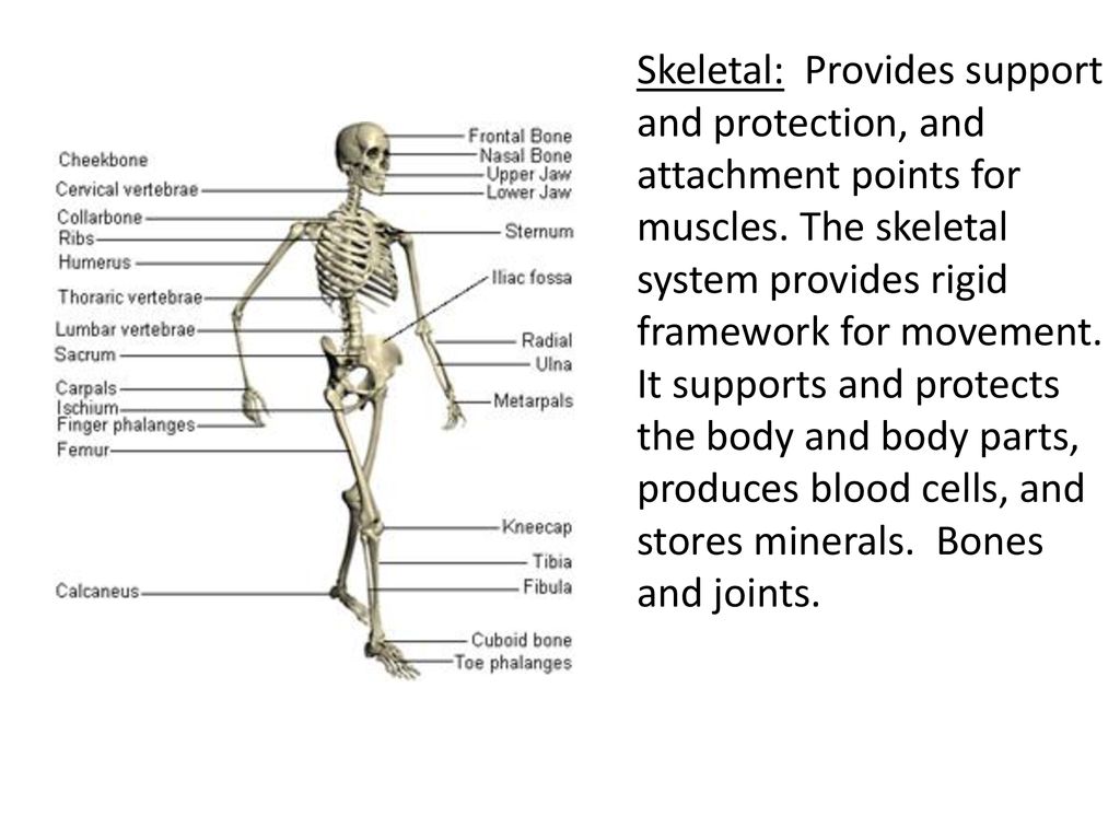 Welcome To Anatomy And Physiology Ppt Download welcome-to-anatomy-and-physiology-ppt-download