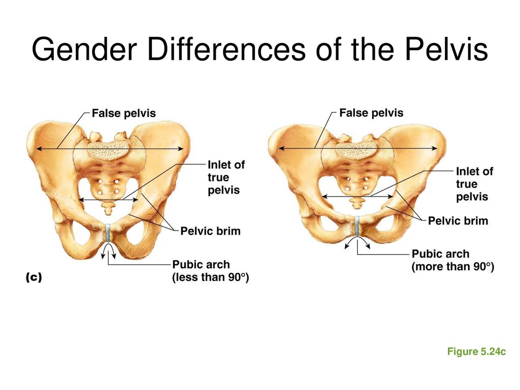 The Skeletal System. - ppt download